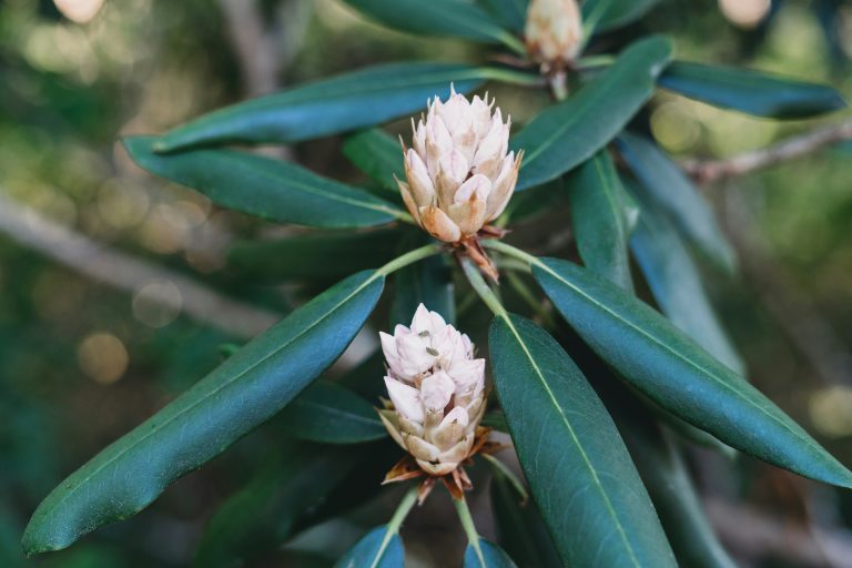 Rhododendron — Etowah Creative Co.