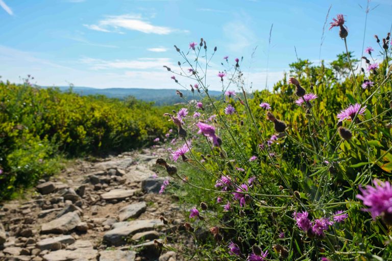 Appalachian Mountains in Summer - Etowah Creative Co.