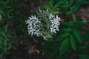 North Carolina Wildflower - Etowah Creative Co.