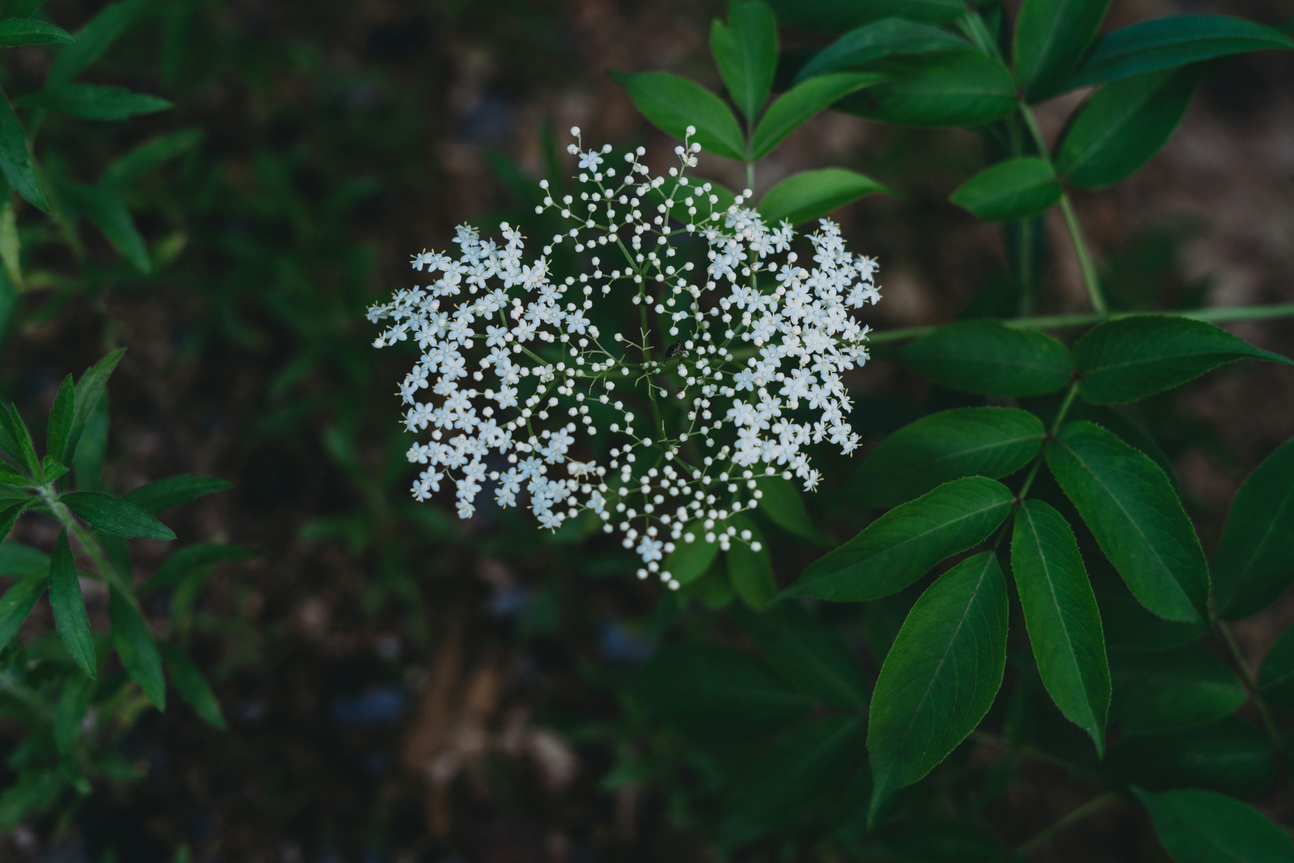 North Carolina Wildflower - Etowah Creative Co.